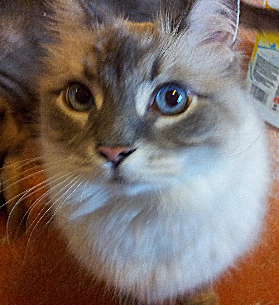 Barney, a Pets Niagara sanctuary resident